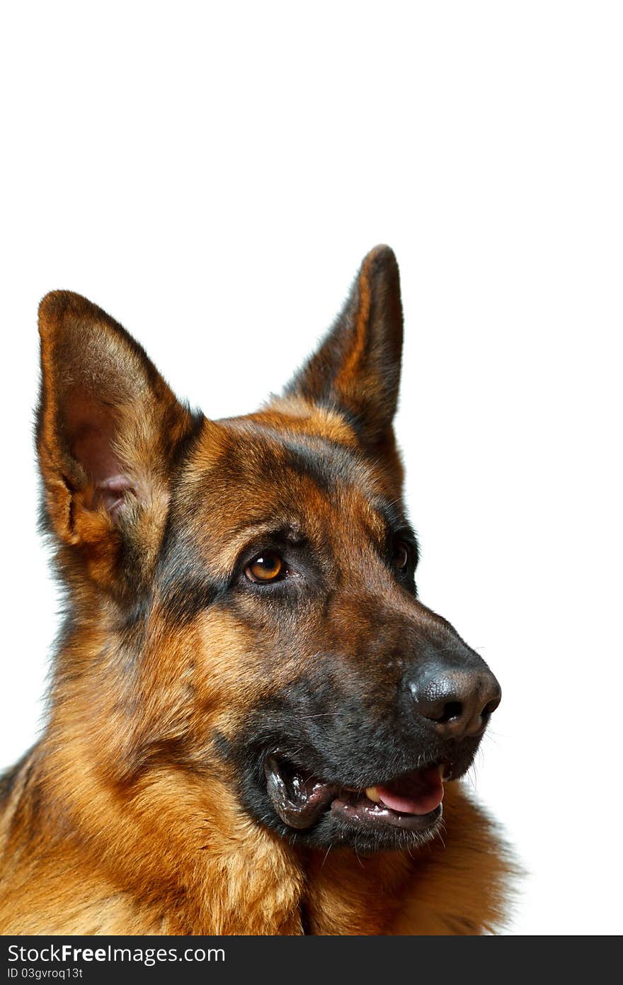 German Shepherd - isolatet white background