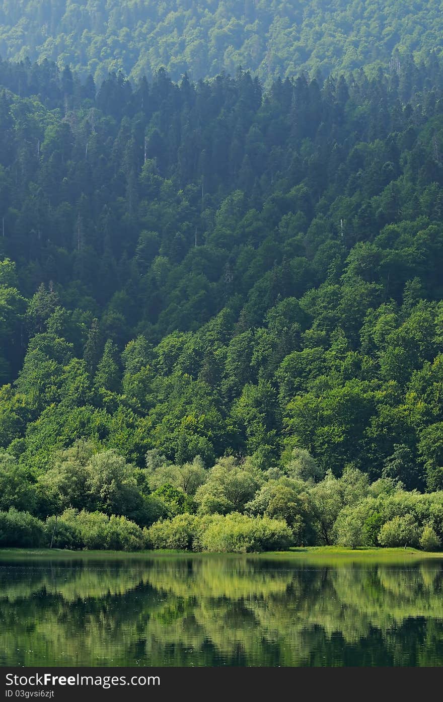 Virgin forest, lake in foreground