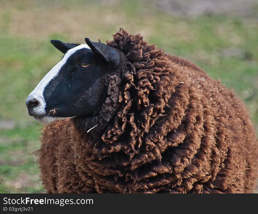 Portrait of a black sheep at a blurred background