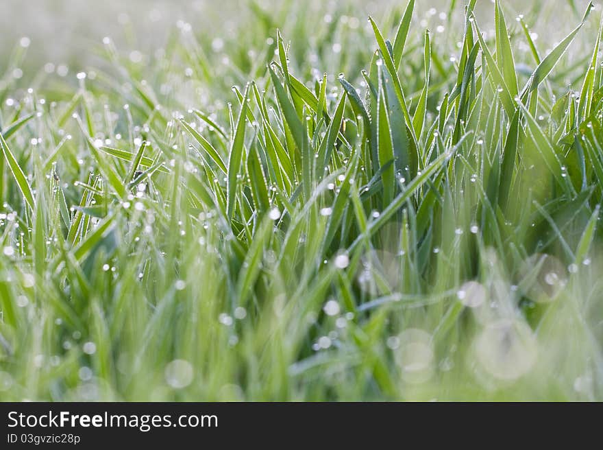 Green grass on a lawn with dew drops