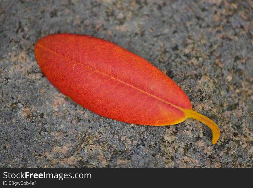 Withered leaf of rhododendron laying on gray stone. Withered leaf of rhododendron laying on gray stone