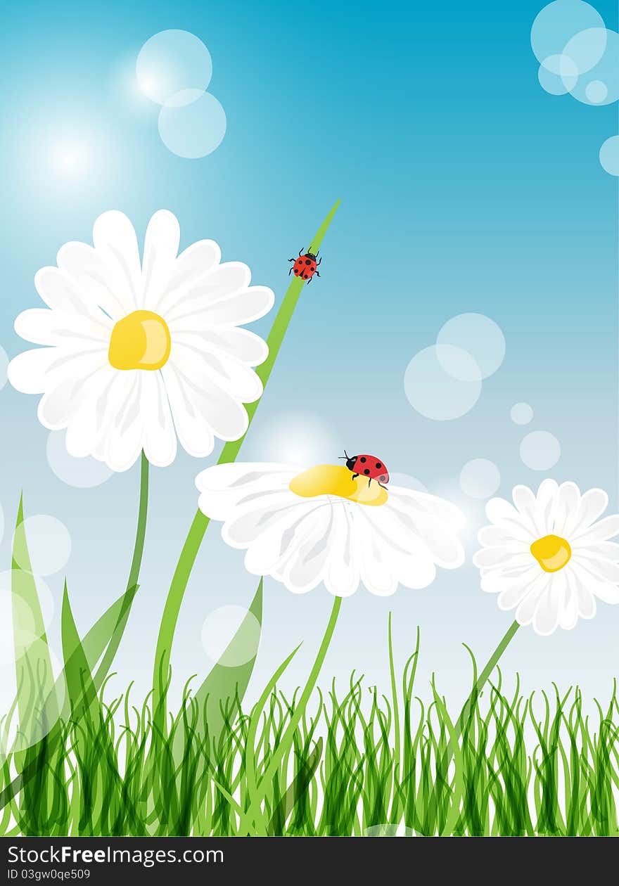 Summer banners with daisy and ladybugs in green grass