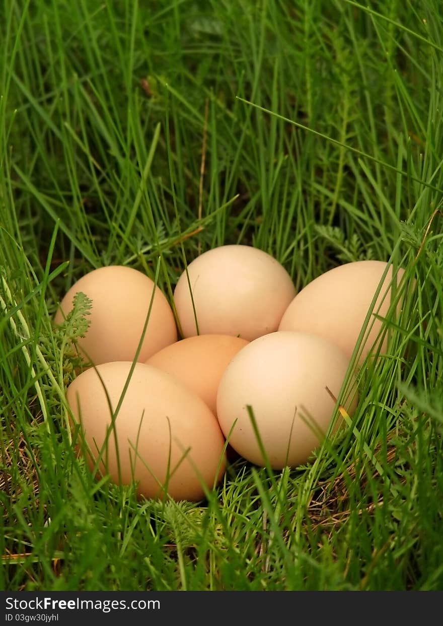 Chicken eggs lie in the grass