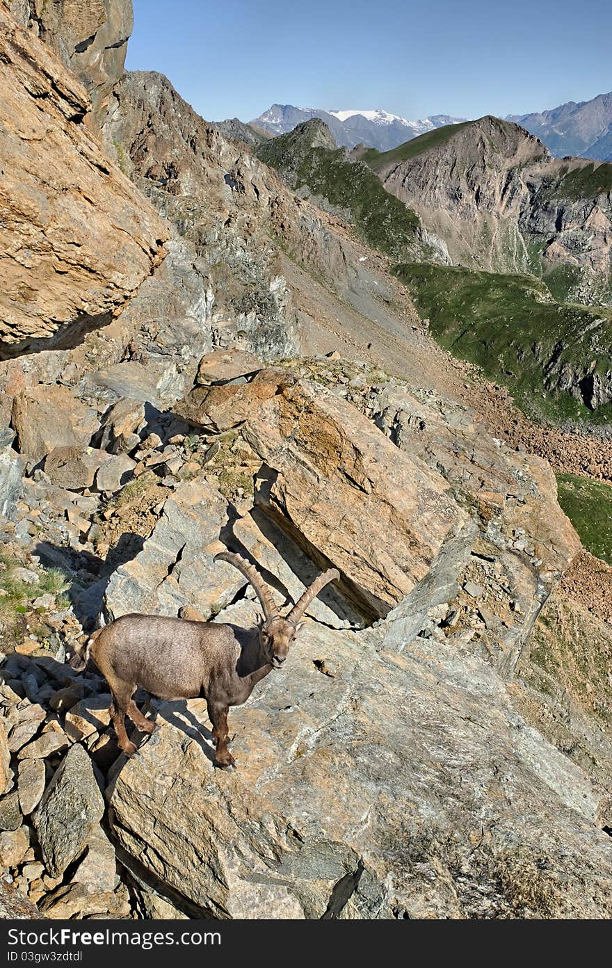 Steinbock in the italian alps