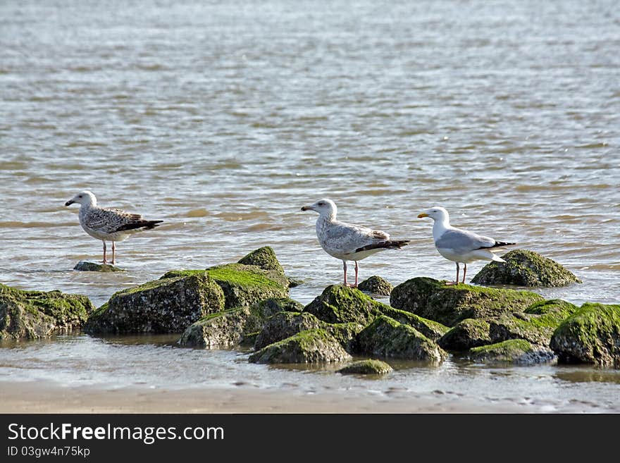 Seagull on rocks near the ocean with blue background. Seagull on rocks near the ocean with blue background