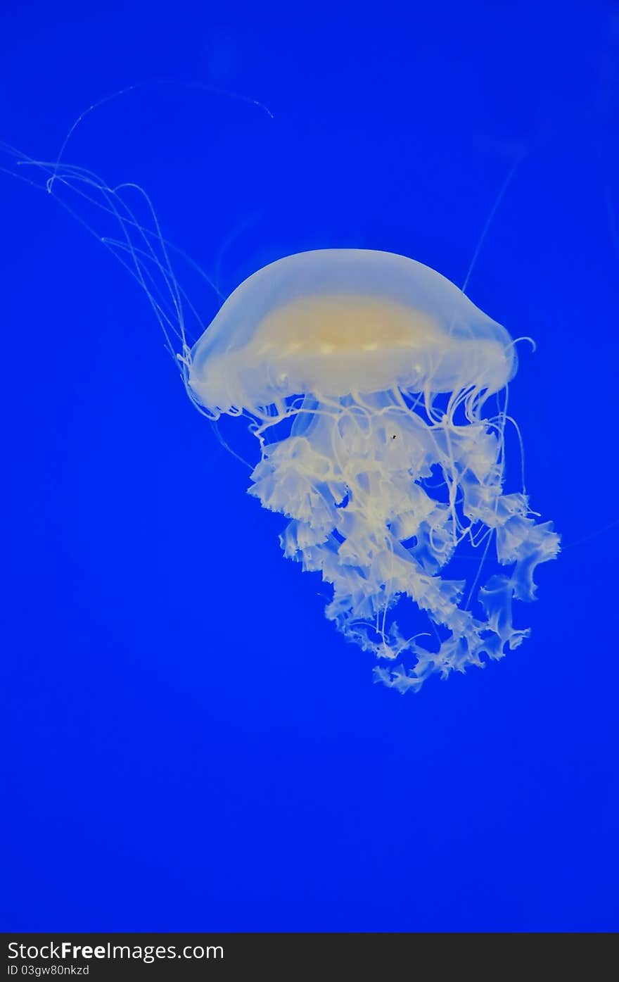 Jellyfish