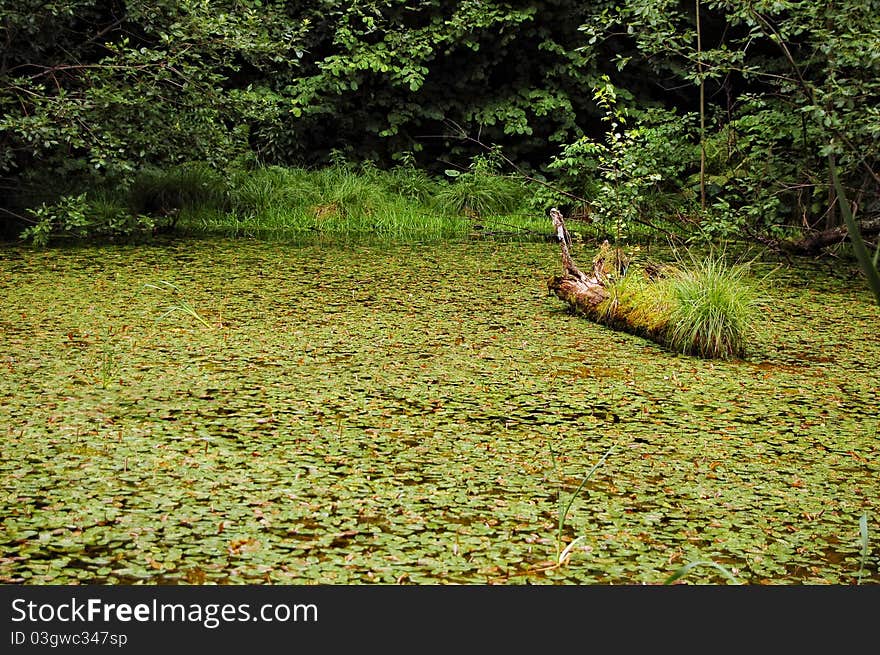 Forest marsh covered with water lilies and rotten fallen tree inside of it