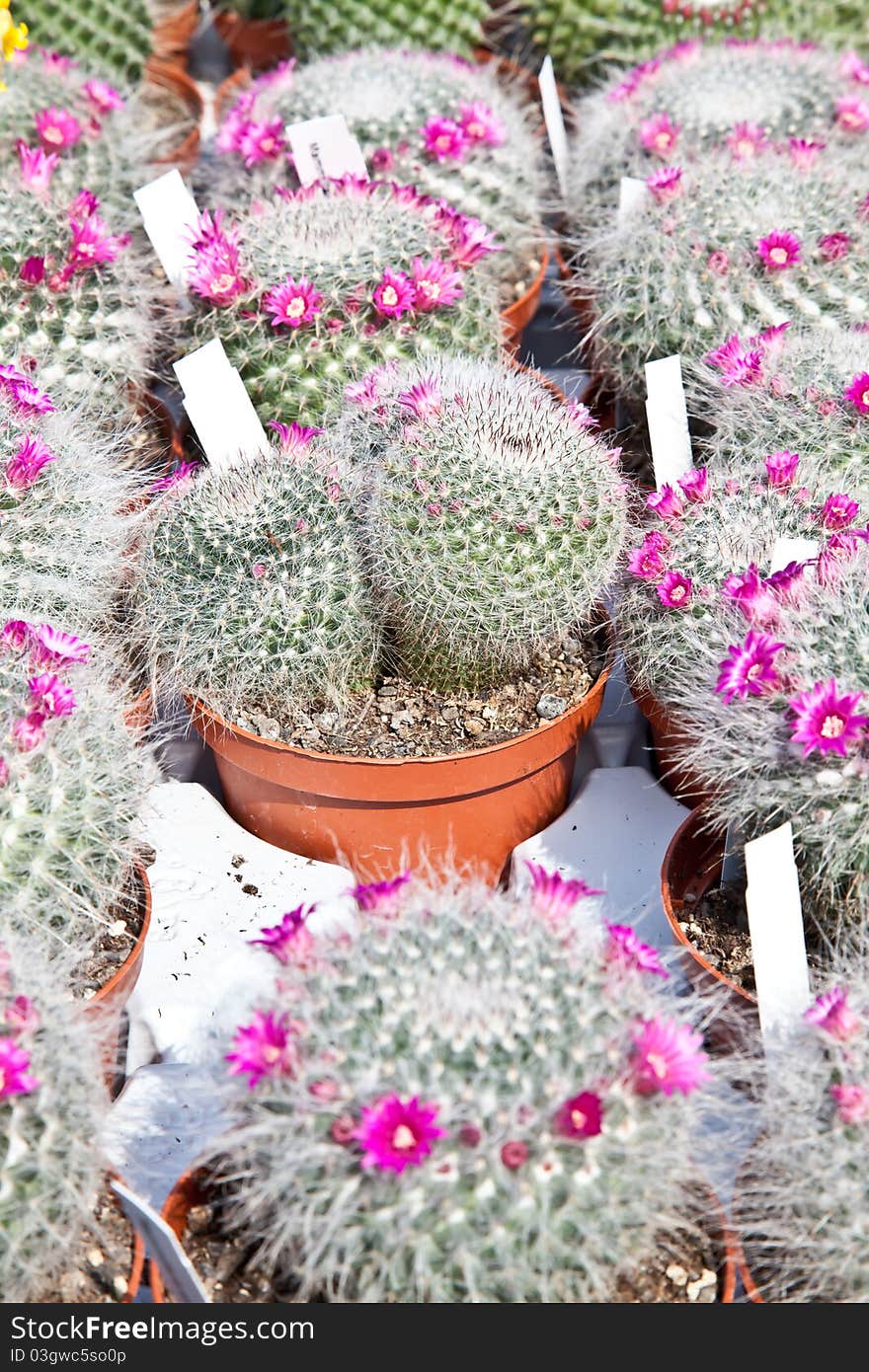 Small cactus plants in a market during a sunny day