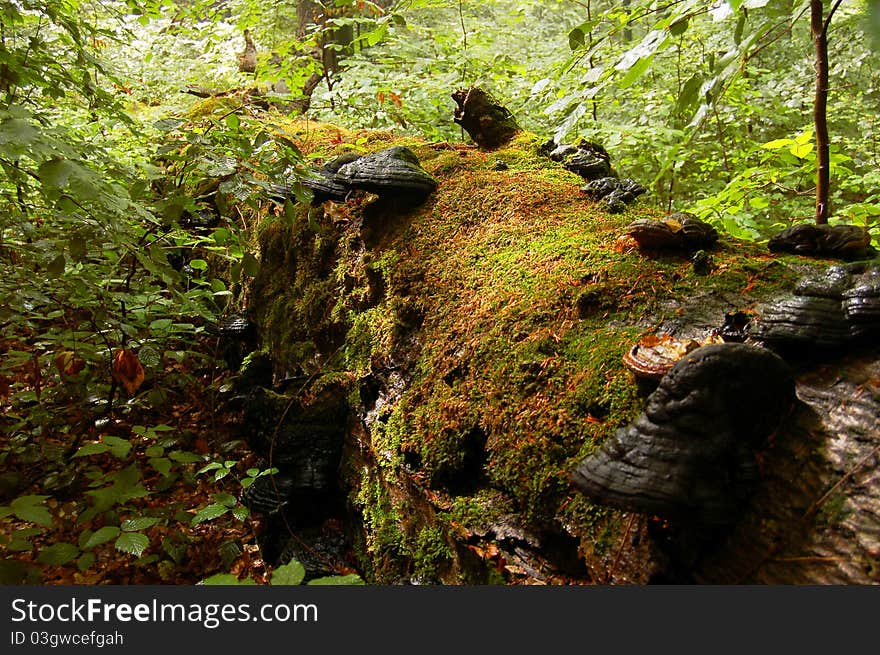 Fallen tree covered with moss and timber fungi