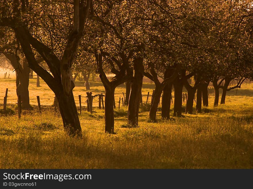 Spring landscape