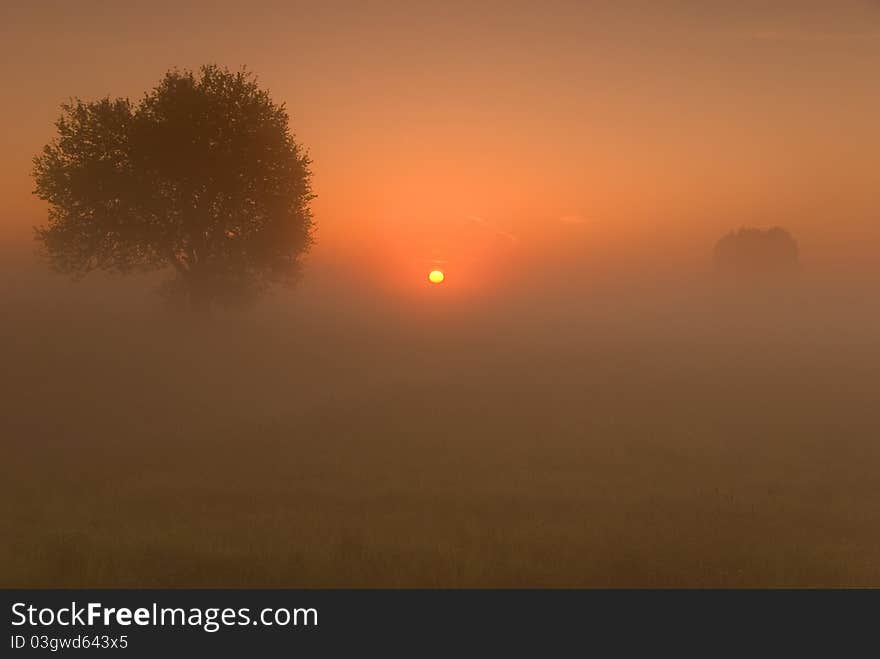 Fields in the morning