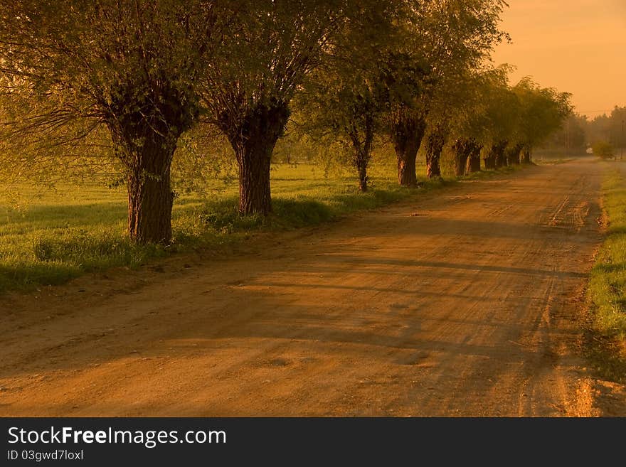 Fields in the morning