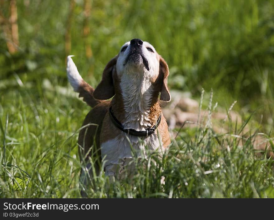 Adorable beagle hound with cute expression very wet air scenting in a meadow. Adorable beagle hound with cute expression very wet air scenting in a meadow