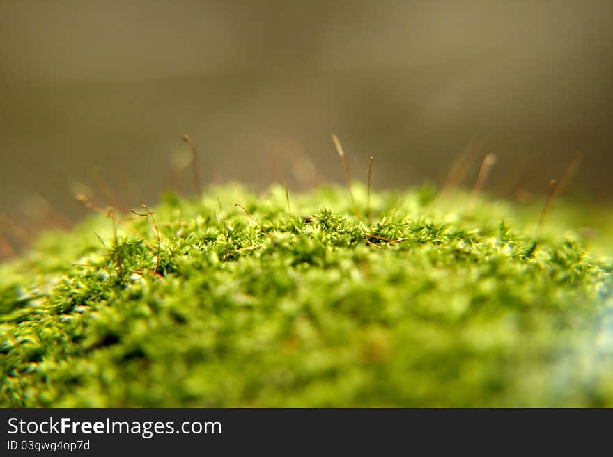 Close up moss on the rock in forest. Close up moss on the rock in forest