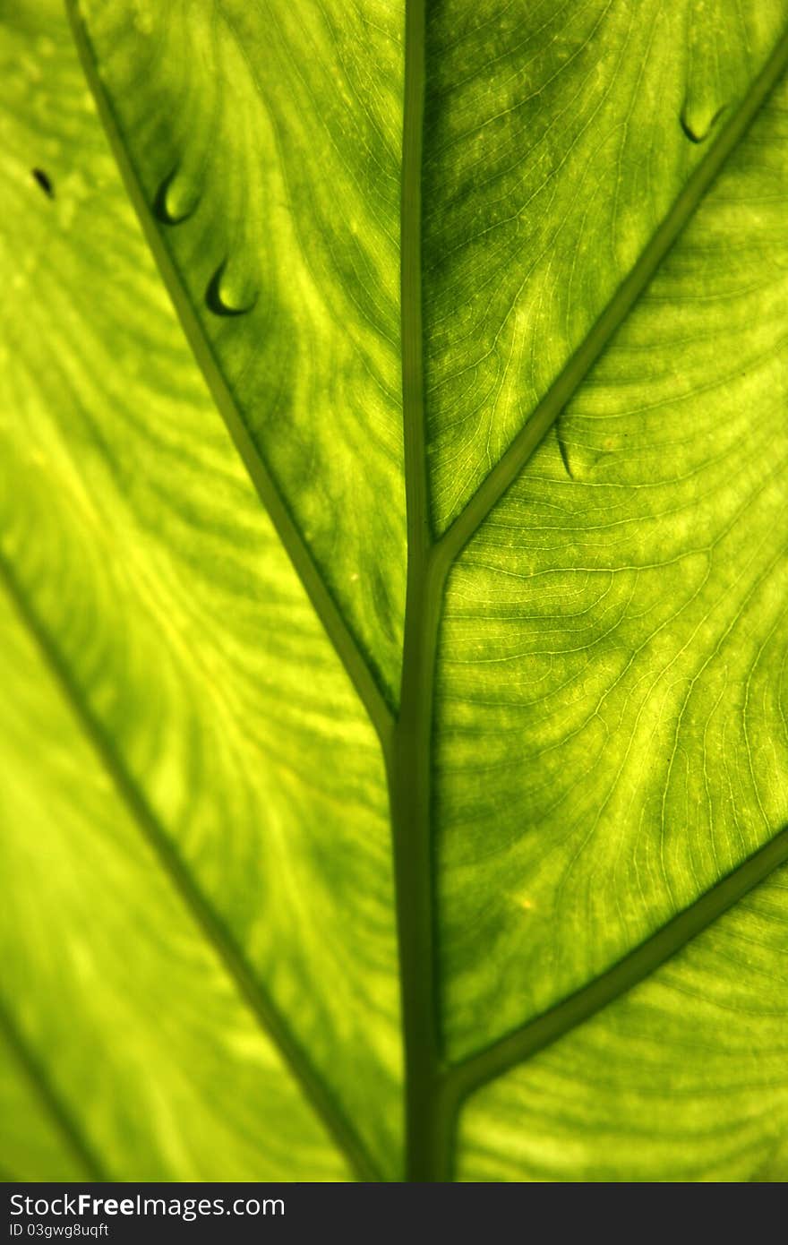 Leaf underside