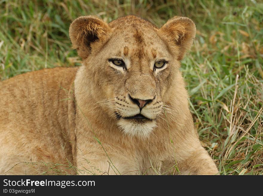 Staring Lioness