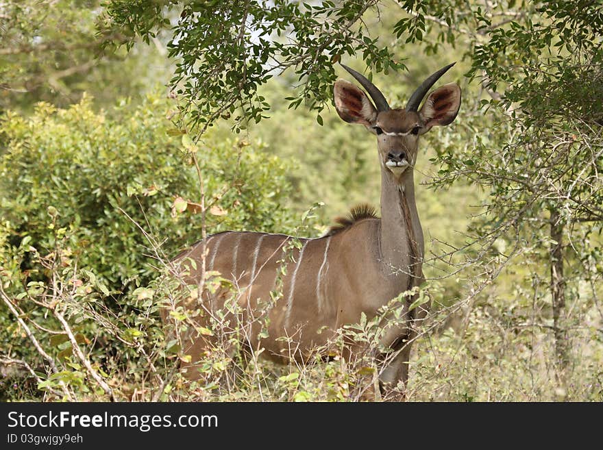 Male kudu staring