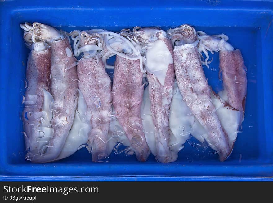 Fresh squid