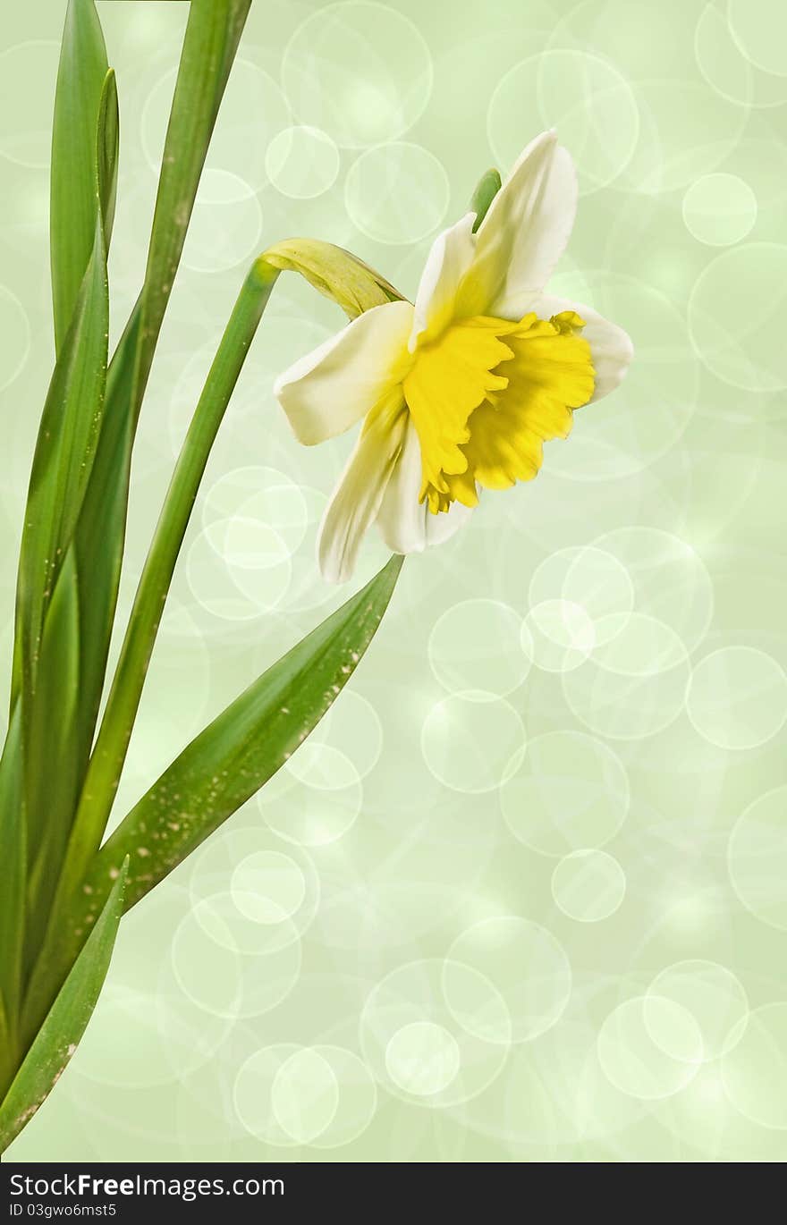 Narcissus On A Light Background