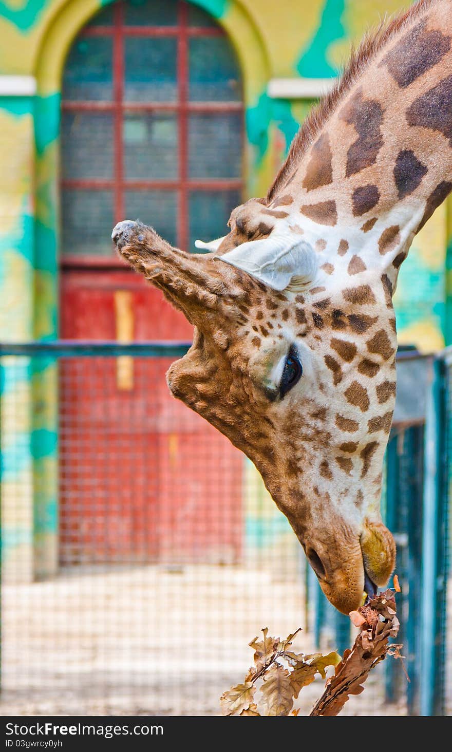 Giraffe are eating leaves in the zoo