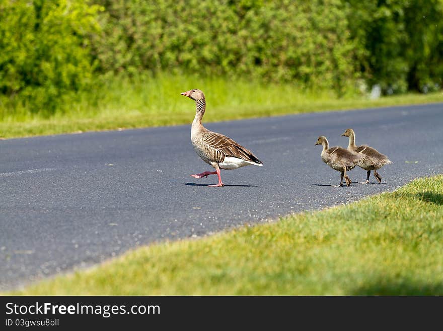 Goose family passes on the way