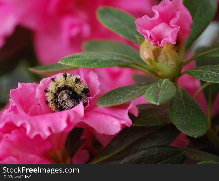 A yellow and black caterpillar curled up in a pink flower.