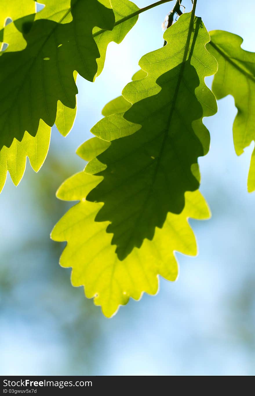 Oak leaf shadow of another leaf