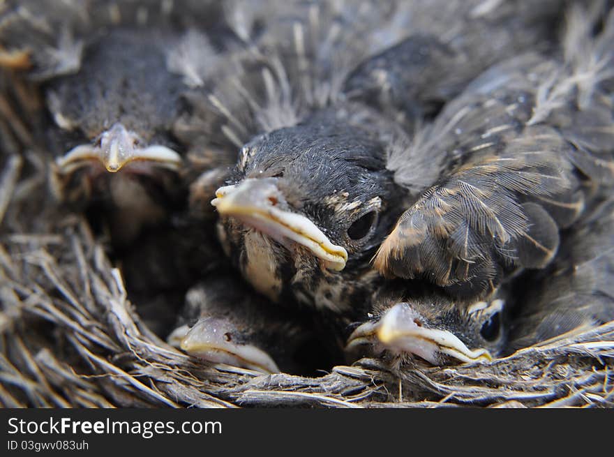 Baby birds at three weeks old