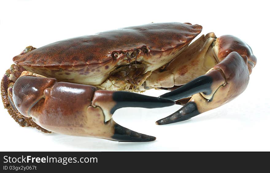 Crab