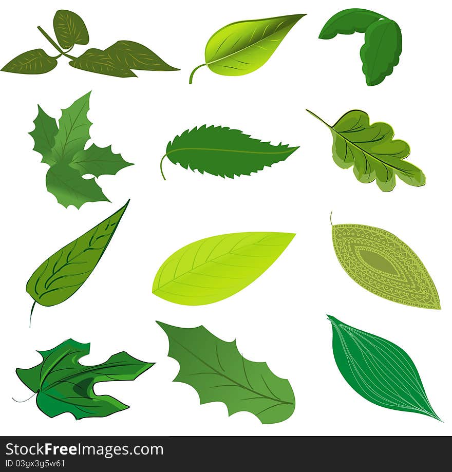 Leaves collection