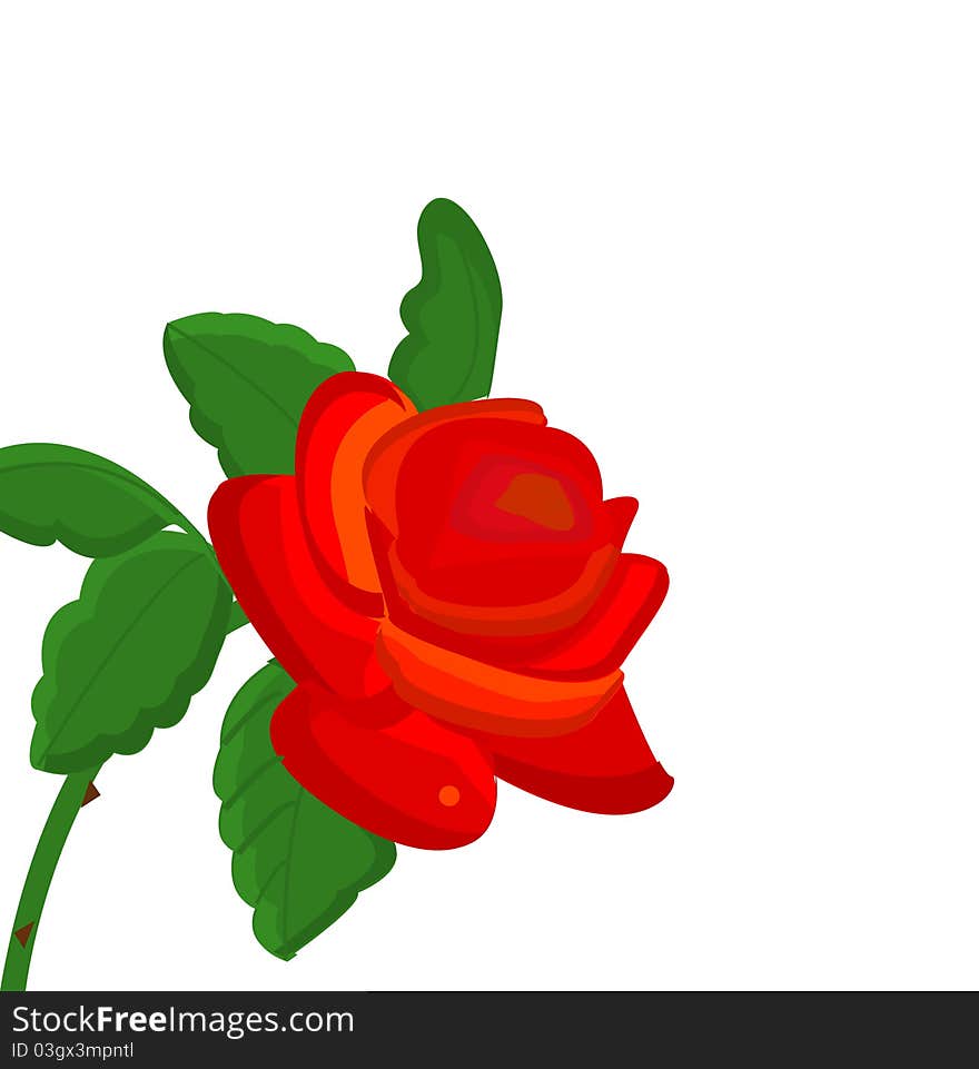 Red rose isolated on white