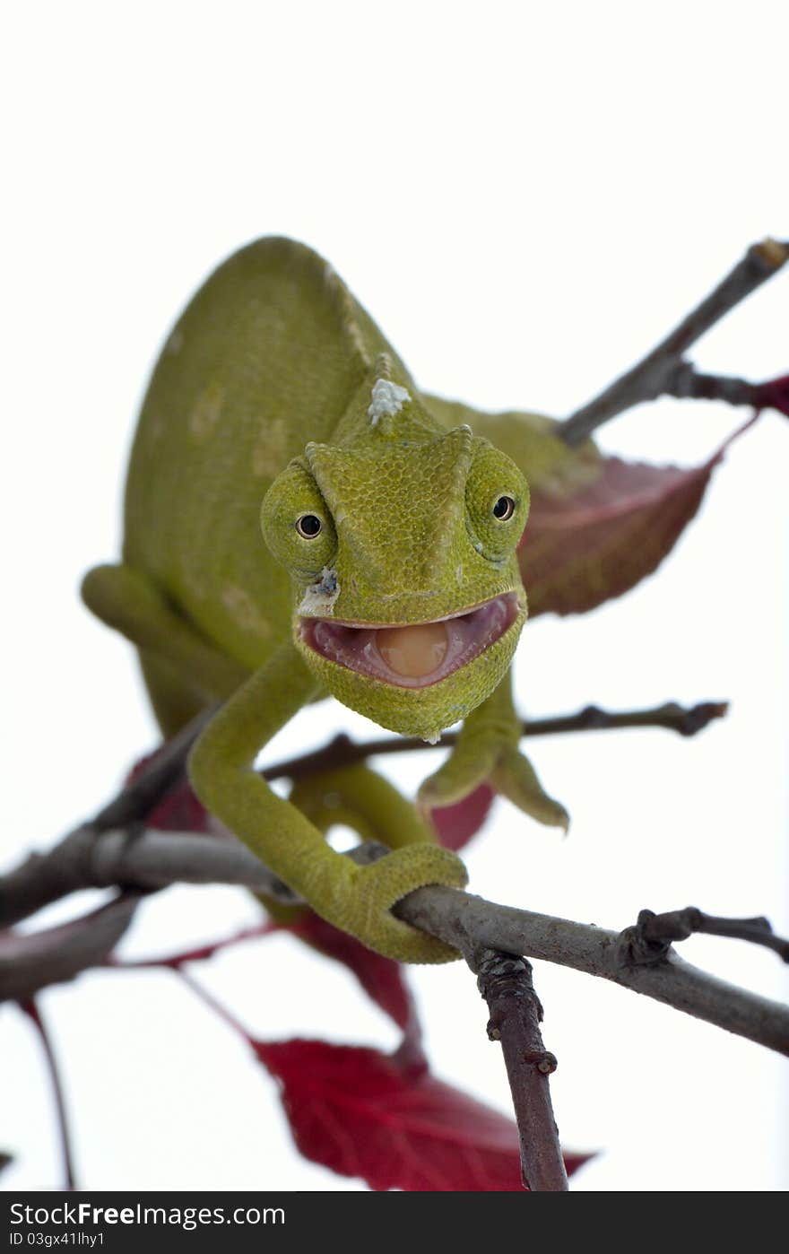 Chameleon are a distinctive and highly specialized clade of lizards.