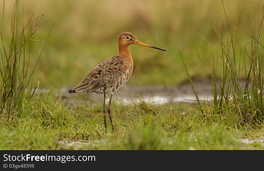 Godwit in a landscape setting. Godwit in a landscape setting