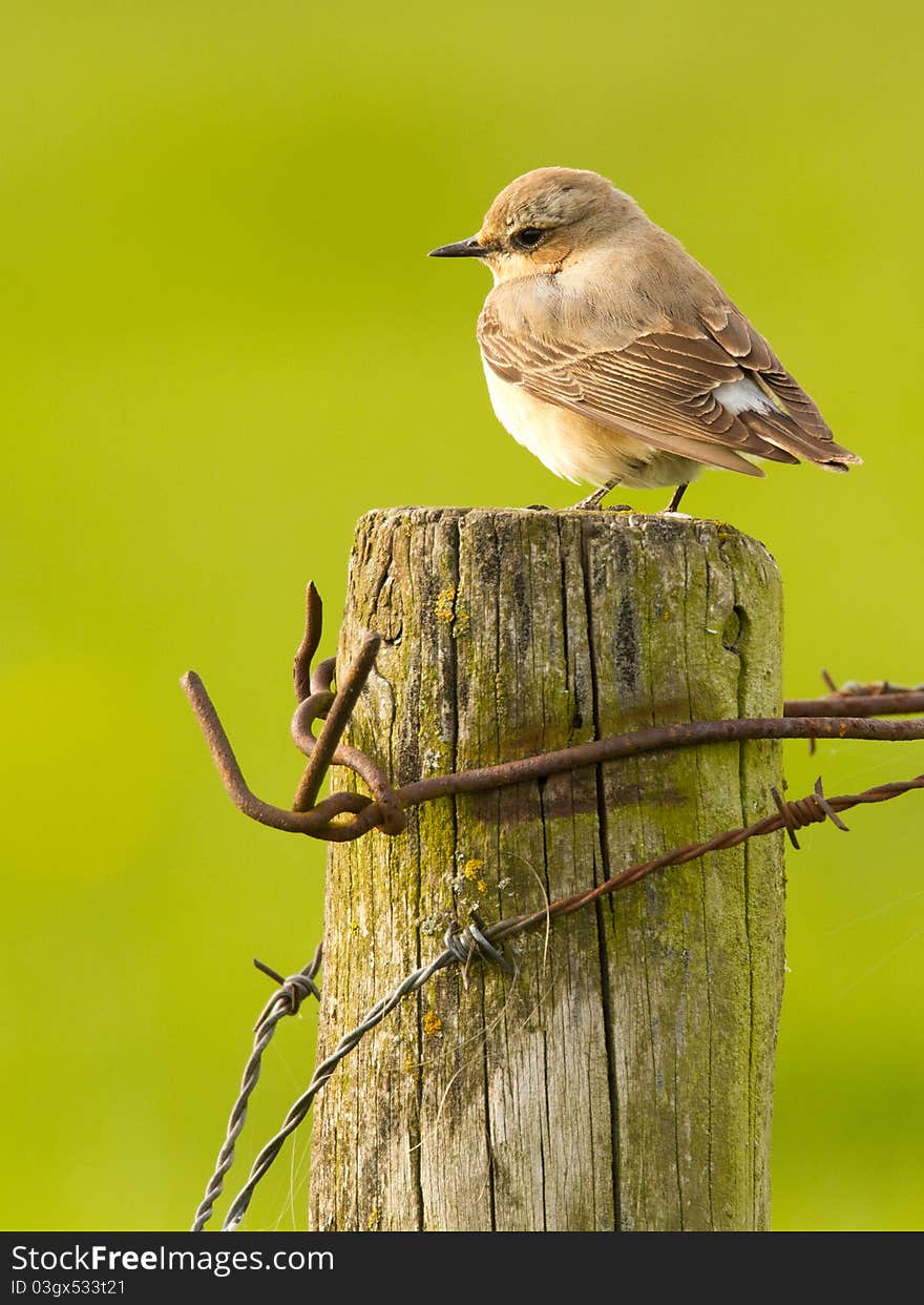 Wheatear