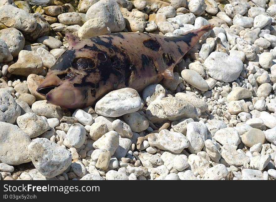 young dolphin corpse on a pebble beach. Presumably, Phocoena phocoena killed in bottom fishing nets which she could not see, and then dead stranded. Black Sea, crimea shore line. young dolphin corpse on a pebble beach. Presumably, Phocoena phocoena killed in bottom fishing nets which she could not see, and then dead stranded. Black Sea, crimea shore line