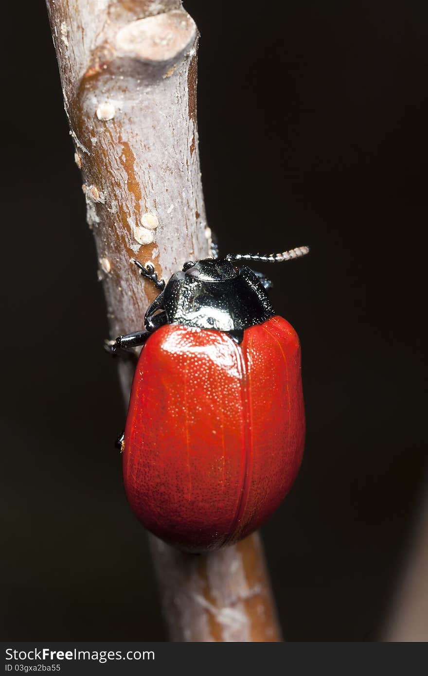 Red poplar leaf beetle (Chrysomela populi) Macro photo.