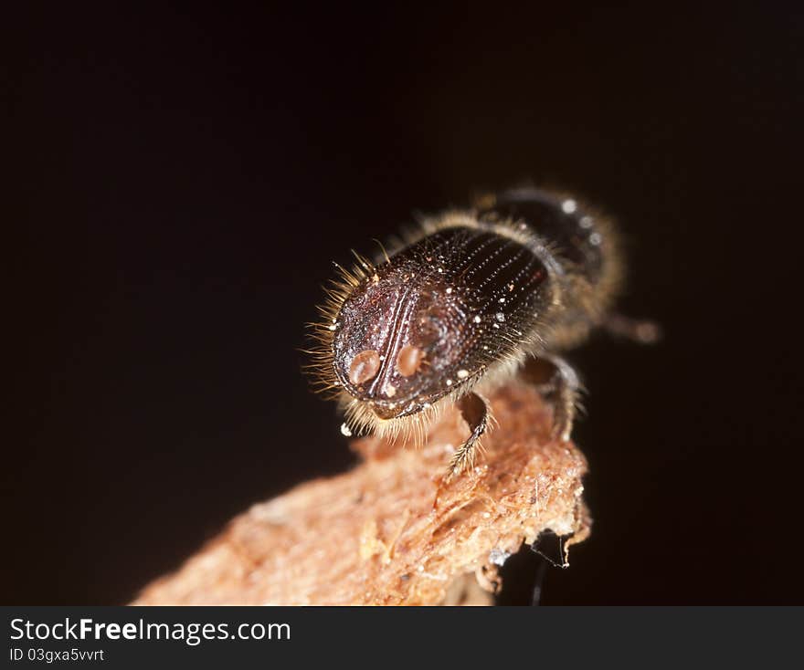 Rear view of Bark borer, this beetle is a major pest on woods, extreme close up with high magnification