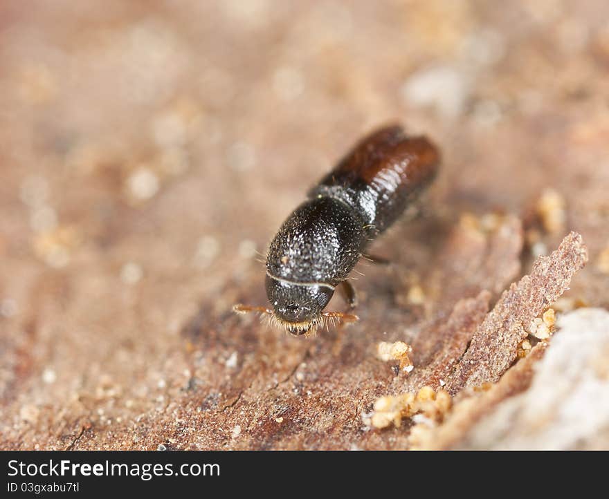 Extreme close-up of a Bark borer, this beetle is a major pest on woods