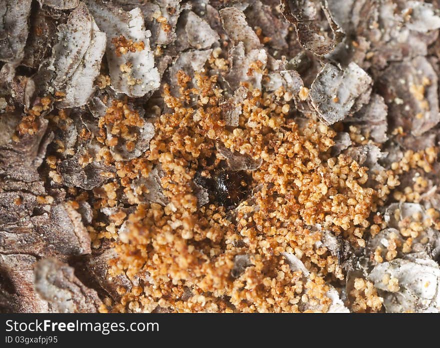 Extreme close-up of a Bark borer working on wood, this beetle is a major pest on woods