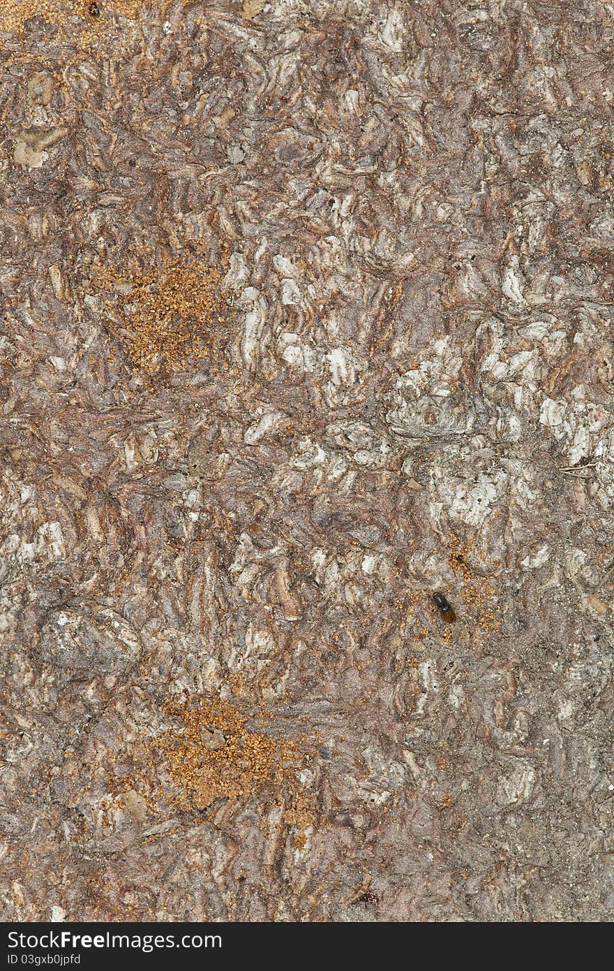 Damage on pine after bark borers, one bark borer can be seen in the photo