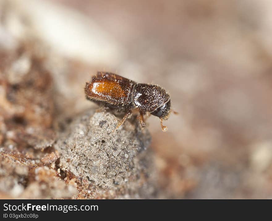 Extreme close-up of a Bark borer, this beetle is a major pest on woods