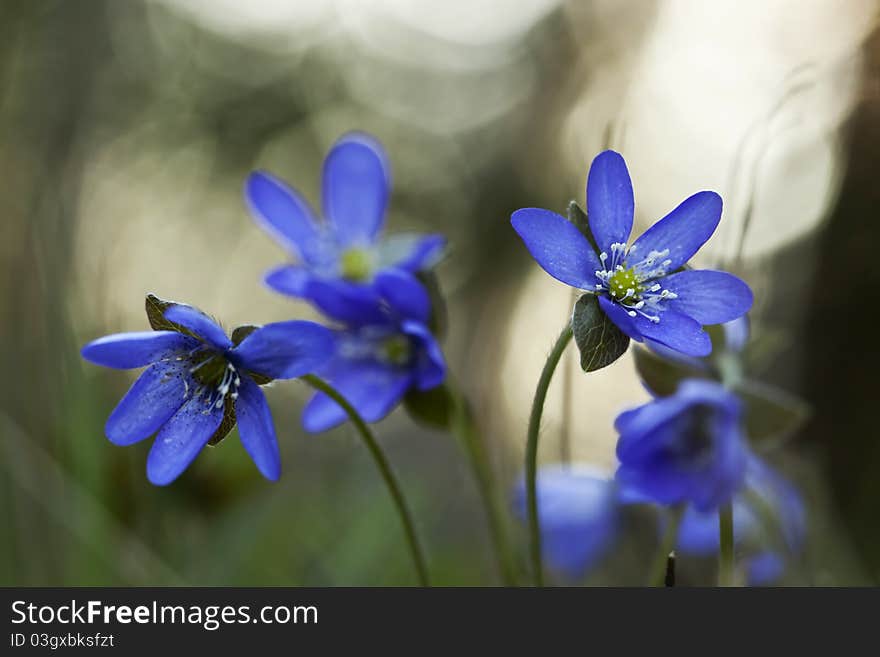 Beautiful Liverleaf (Hepatica nobilis) macro photo