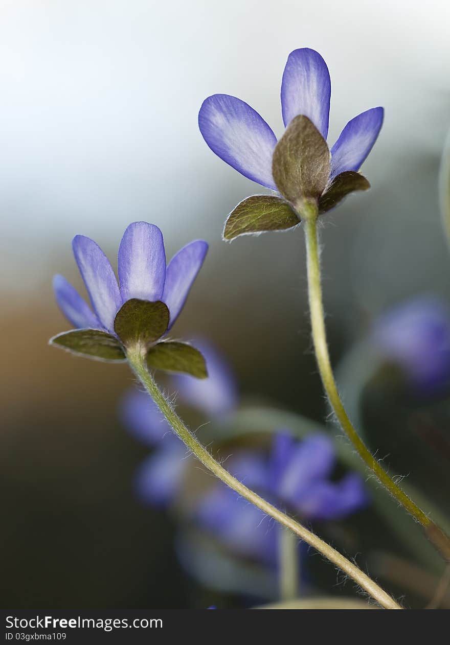 Beautiful Liverleaf (Hepatica nobilis) macro photo