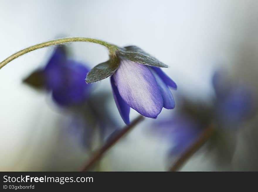 Beautiful Liverleaf (Hepatica nobilis) macro photo