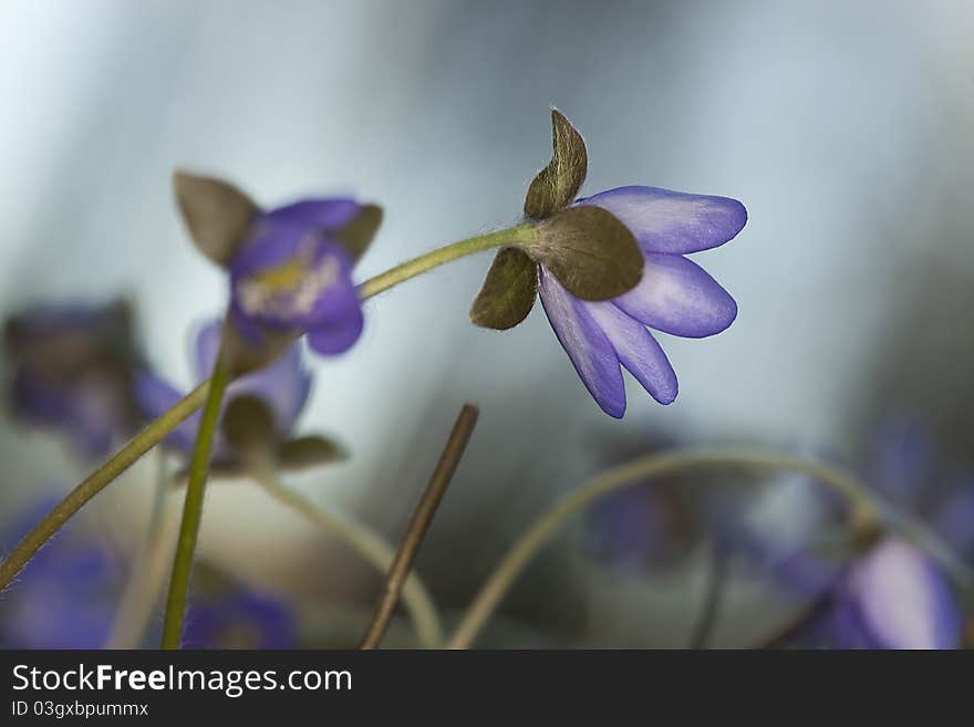 Beautiful Liverleaf (Hepatica nobilis) macro photo