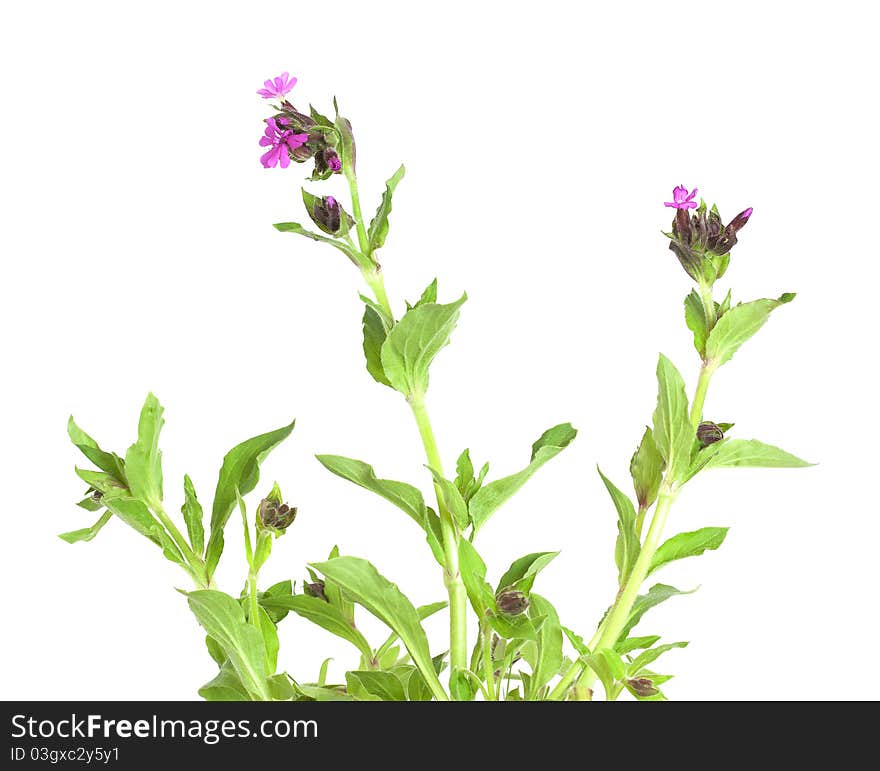 Red Campion (Silene Dioica) Isolated