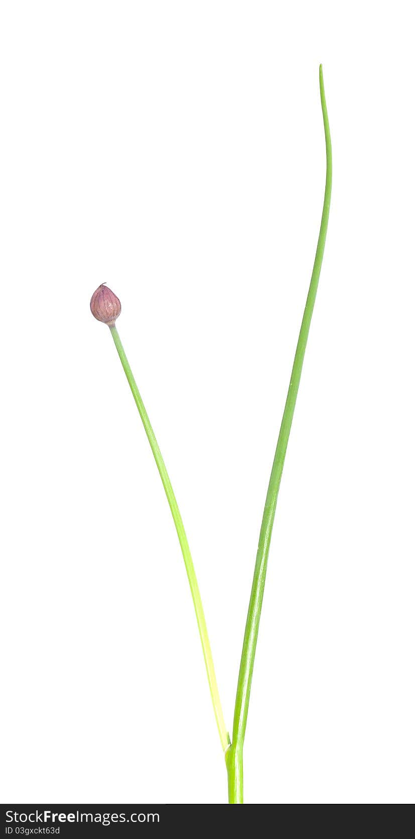 Spring onion isolated