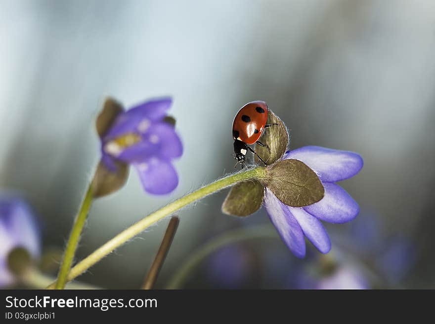 Ladybug sitting on liverleaf