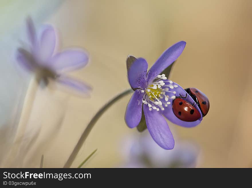 Ladybugs sitting on liverleaf (Hepatica nobilis)