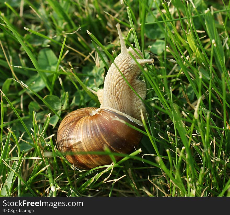 Snail